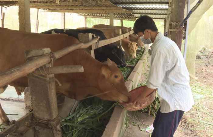 Chuyên mục Khuyến nông: Giới thiệu mô hình nuôi bò vỗ béo (02-11-2021)